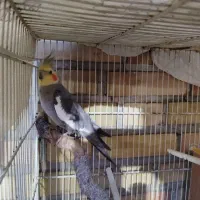عروس چند تا