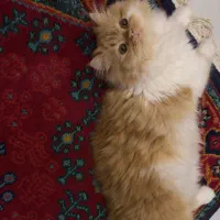 واگذاری گربه پرشین