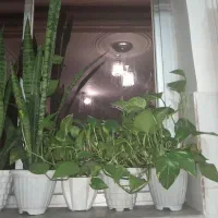 فروش گل