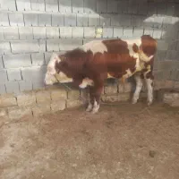 گوساله نر