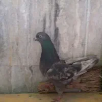 فروش ۱عدد کبوتر ماده