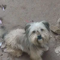 پاکوتاه شیتزو