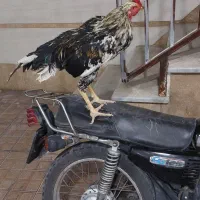 خروس
