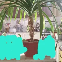 گل و گیاه|گل و گیاه طبیعی|محمدشهر, جعفرآباد|دیوار