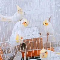 عروس هلندی