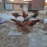 تخم مرغ محلی