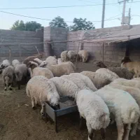 بره نر