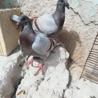 کبوتر جوجه  پلاکی مسافتی