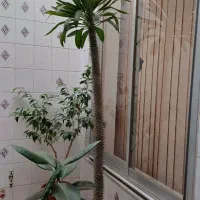 درخت نخل ماداگاسکار