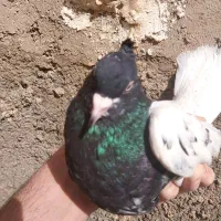 ماده کله سیاه کشیده قیمت 1ملیون. ادرس صغاد