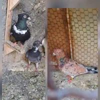 کلاغ رسمی سیاه