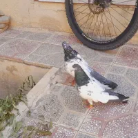 دم سبز