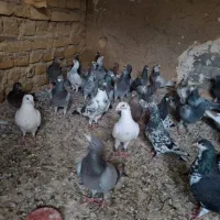 تعداد ۳۵ تا کبوتر چخ بر