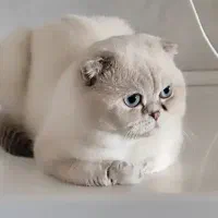 گربه اسکاتیش بریتیش