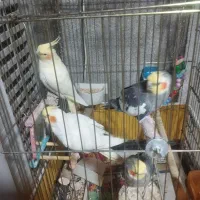 عروس هلندی