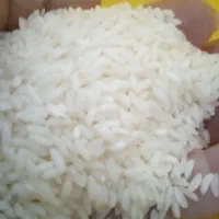 برنج خوشپخت ومحلی عنبربو۱۹۰