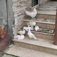 خروس