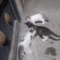 واگذاری بچه گربه