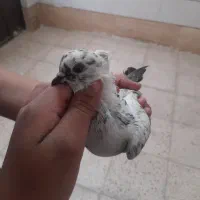 کفتر