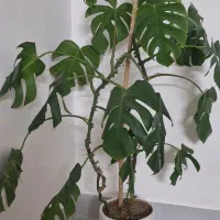 گل برگ انجیری