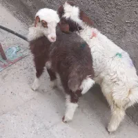 بره جوخوار ماده یکماهه