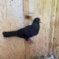 ماده کلاغ گوهک
