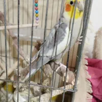عروس هلندی مولد