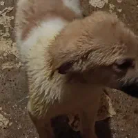 ۴ تاسراب توله
