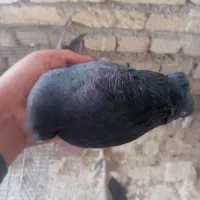 سیاه|پرنده|فارسان, |دیوار