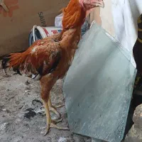 فروش  جوجه خروس