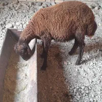 بره