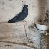 گرگ سیاه