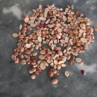 چیتی سالم و آشی