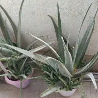 گل گلدان آپارتمانی آلوئه ورا نیم متری