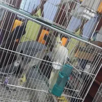 عروس هلندی