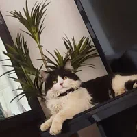 گربه