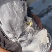 قاره ماده زیرک‌تر رنگی