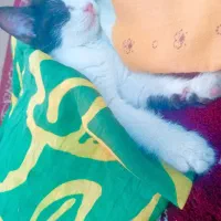 گربه خیلی بازیگوش