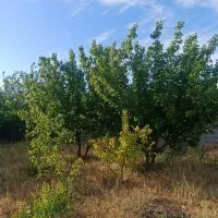 باغ|خدمات باغبانی و درختکاری|مبارکه, |دیوار