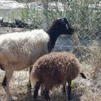 گوسفند با بره نر