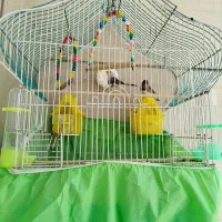 یک جفت نر و ماده فنچ
