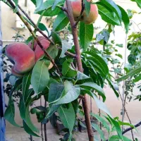 انواع نهال اصلاح شده