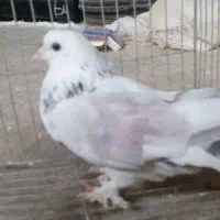 گرگان|پرنده|سرخنکلاته, |دیوار