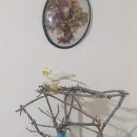 عروس هلندی