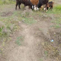 بز مناسب برای نگهداری