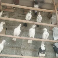 کفتر پرشی انگلیسی تهرانی پتی واله