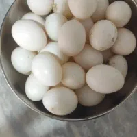 تخم کبوتر