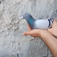 دوتا نر جانسون ۲۰۲۵