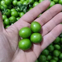 هلوچه محلی و ارگانیک