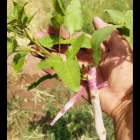 پیوند حرفه ای درخت پسته